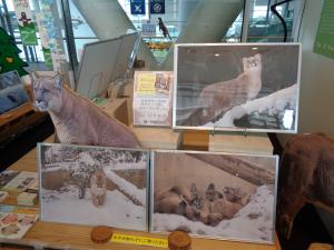 冬のピューマたち　雪の中で体を寄せ合っています