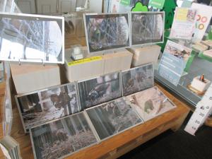 ZOOMO職員は撮った動物たちの様子