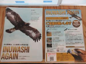 希少生物　二ホンイヌワシの生態を紹介