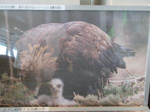 白い産毛のかわいい二ホンイヌワシの赤ちゃんのお世話をするお母さん