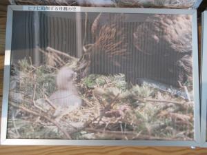 二ホンイヌワシの赤ちゃんに餌をあげる