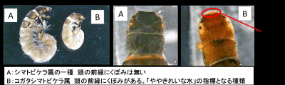 トビカラゲラの写真